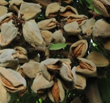 Almonds